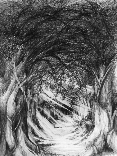 377x500 Pencil Drawing - Sketch Of The Woods