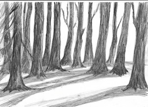 300x218 Snow, Trees And Christmas Pictures. Petr Horacek Blog - Sketch Of The Woods
