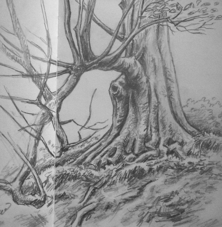 Sketch Of The Woods at PaintingValley.com | Explore collection of ...