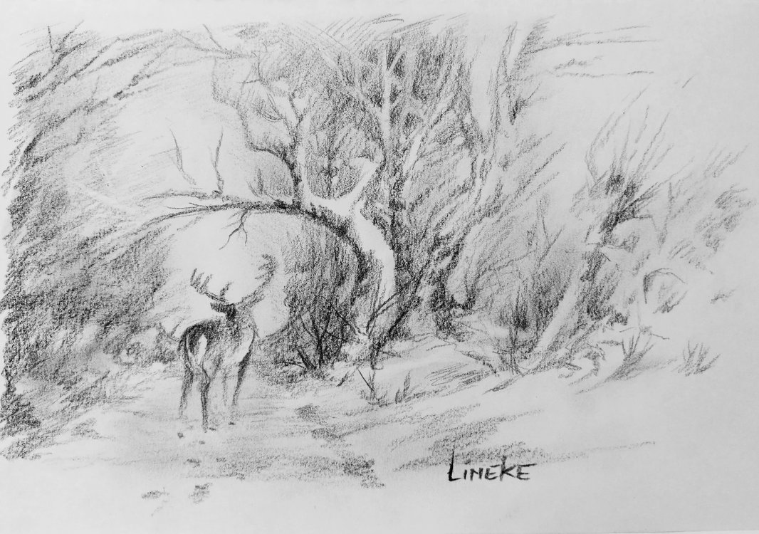 1066x750 Deer In The Woods - Sketch Of The Woods