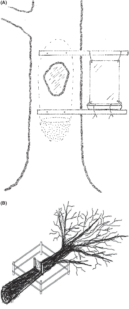 454x1086 Sketch Of A Window Trap Mounted On A Living Oak (A), And On A - Sketch Of Window