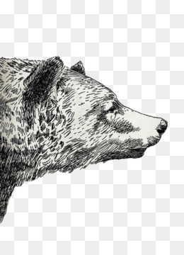 260x360 Free Download Drawing Grizzly Bear Sketch - Sketch Overlay