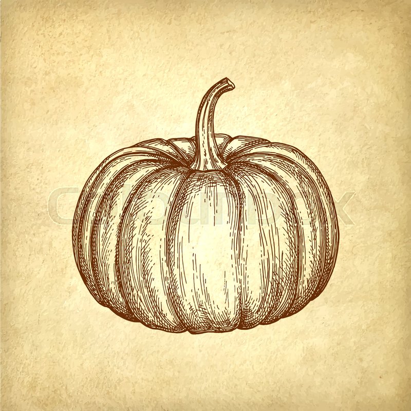 800x800 Ink Sketch Of Pumpkin On Old Paper Background. Hand Drawn Vector - Sketch Paper Background