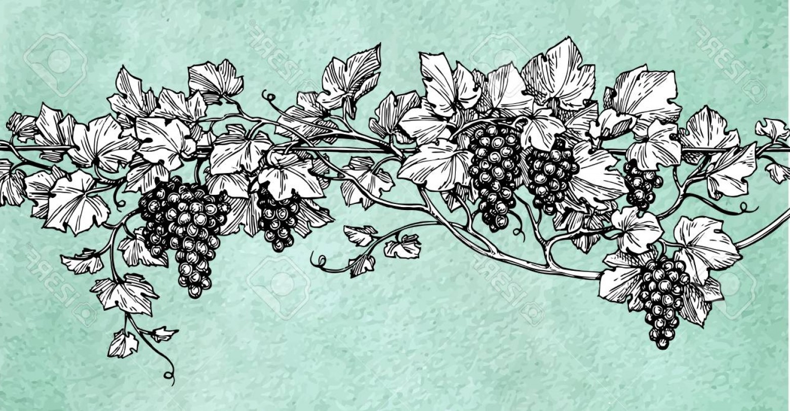 1560x812 Photostock Vector Hand Drawn Vector Illustration Of Grapes Vine - Sketch Paper Background