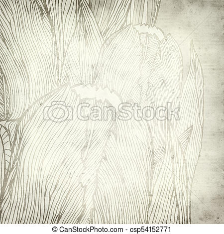 450x470 Textured Old Paper Background With Tulip Line Drawing Design Stock - Sketch Paper Background