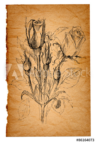 336x500 Flower Sketch On Old Paper Background - Sketch Paper Background