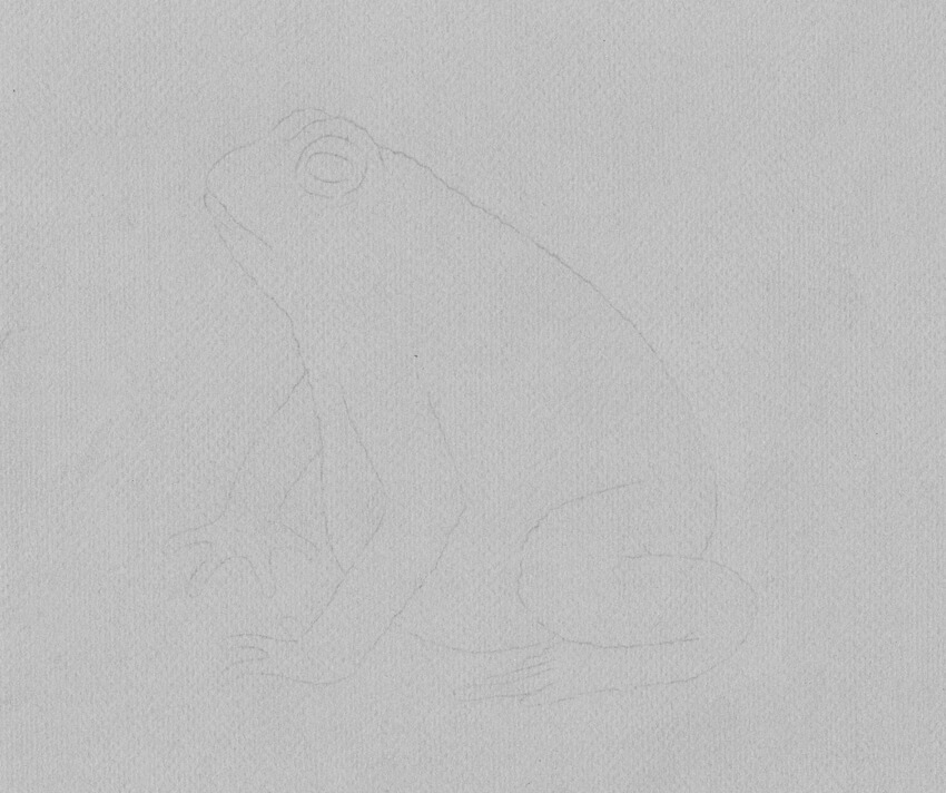 850x712 How To Draw A Frog Step By Step - Sketch Paper Texture