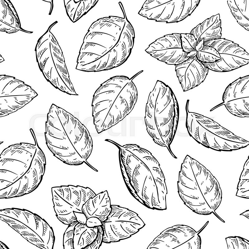 800x800 Mint Vector Drawing Seamless Pattern. Isolated Mint Plant And - Sketch Pattern