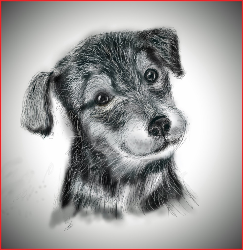 983x1008 Dog Drawings 89234 Quick Sketch Of A Dog With Drawing Tablet - Sketch Picture Of Dog
