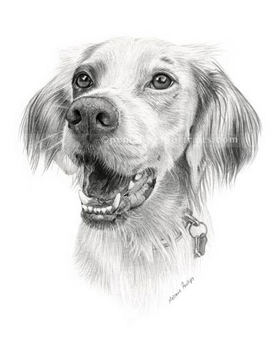 400x502 Pencil Pet Portraits - Sketch Picture Of Dog