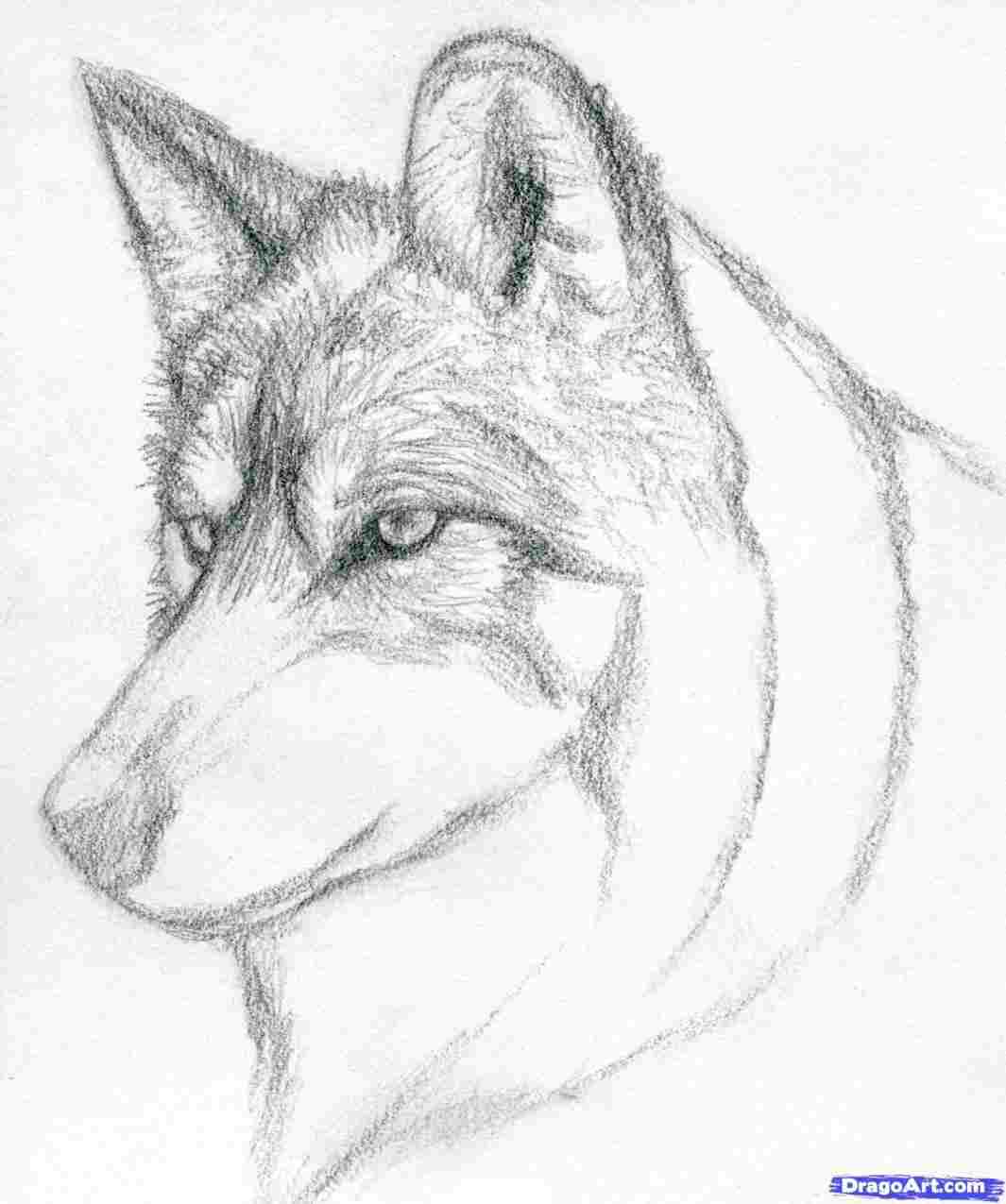 1065x1275 Of Drawings In Pencil Rhdrawingsdailycom Simple Dog Sketch Easy - Sketch Picture Of Dog