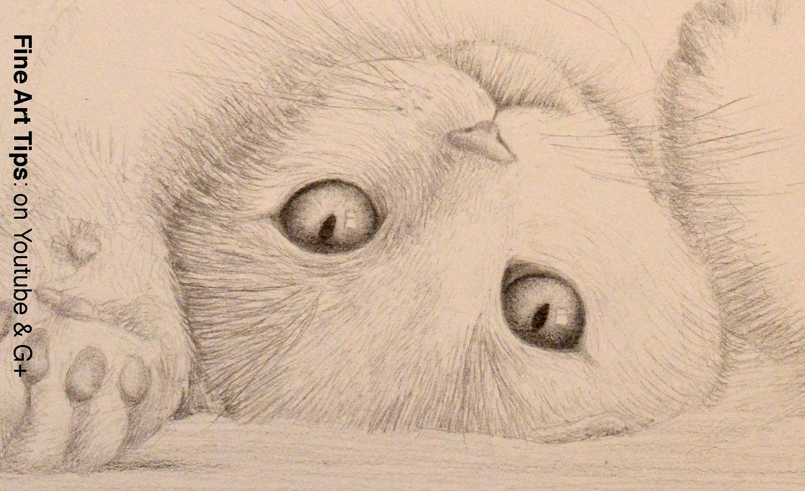 1594x972 How To Draw A Cat - Sketch Pictures