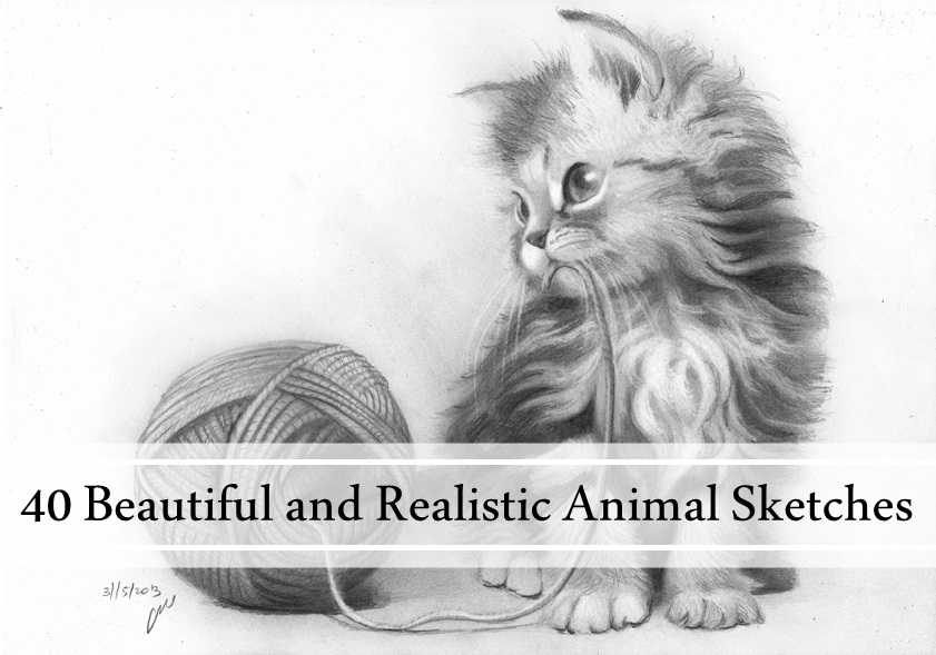 841x589 40 Beautiful And Realistic Animal Sketches For Your Inspiration - Sketch Pictures Of Animals