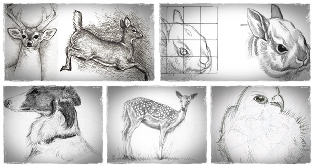 620x330 How To Sketch Animals Animals In Helps People - Sketch Pictures Of Animals