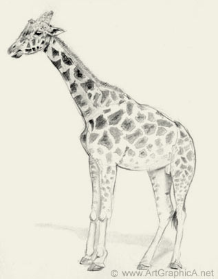 317x406 Learn How To Sketch Animals - Sketch Pictures Of Animals