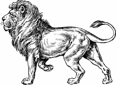 384x282 Lion Bw Sketch - Sketch Pictures Of Animals
