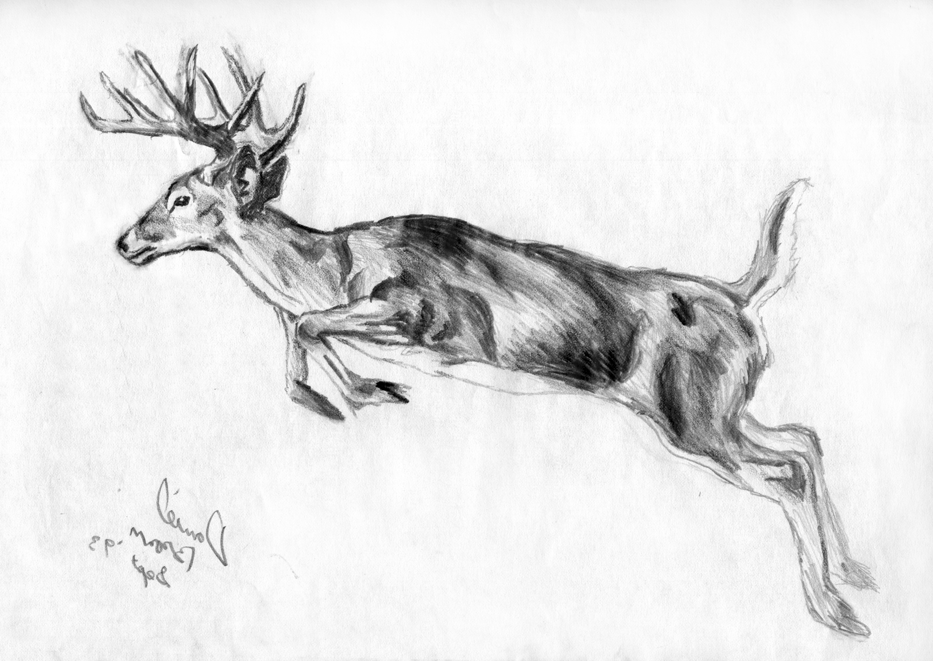 1878x1331 Pencil Drawing Images Animals Animals Pencil Sketches Pencil - Sketch Pictures Of Animals