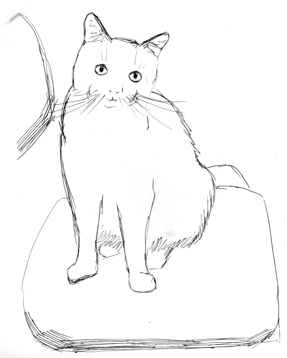 sketch-pictures-of-cats-at-paintingvalley-explore-collection-of