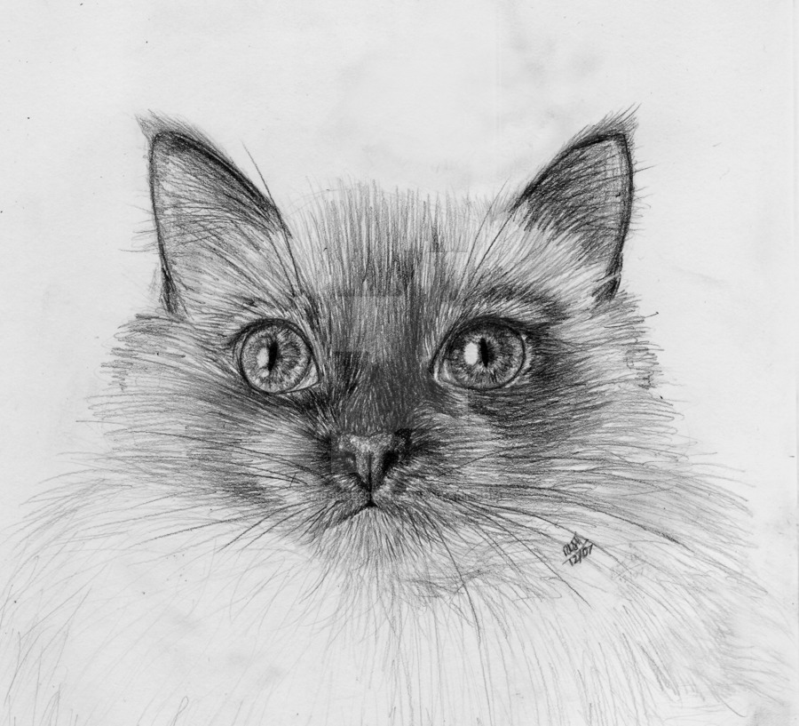 900x817 Drawn Face Kitten - Sketch Pictures Of Cats