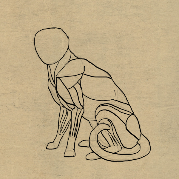 600x600 How To Draw Animals Cats And Their Anatomy - Sketch Pictures Of Cats