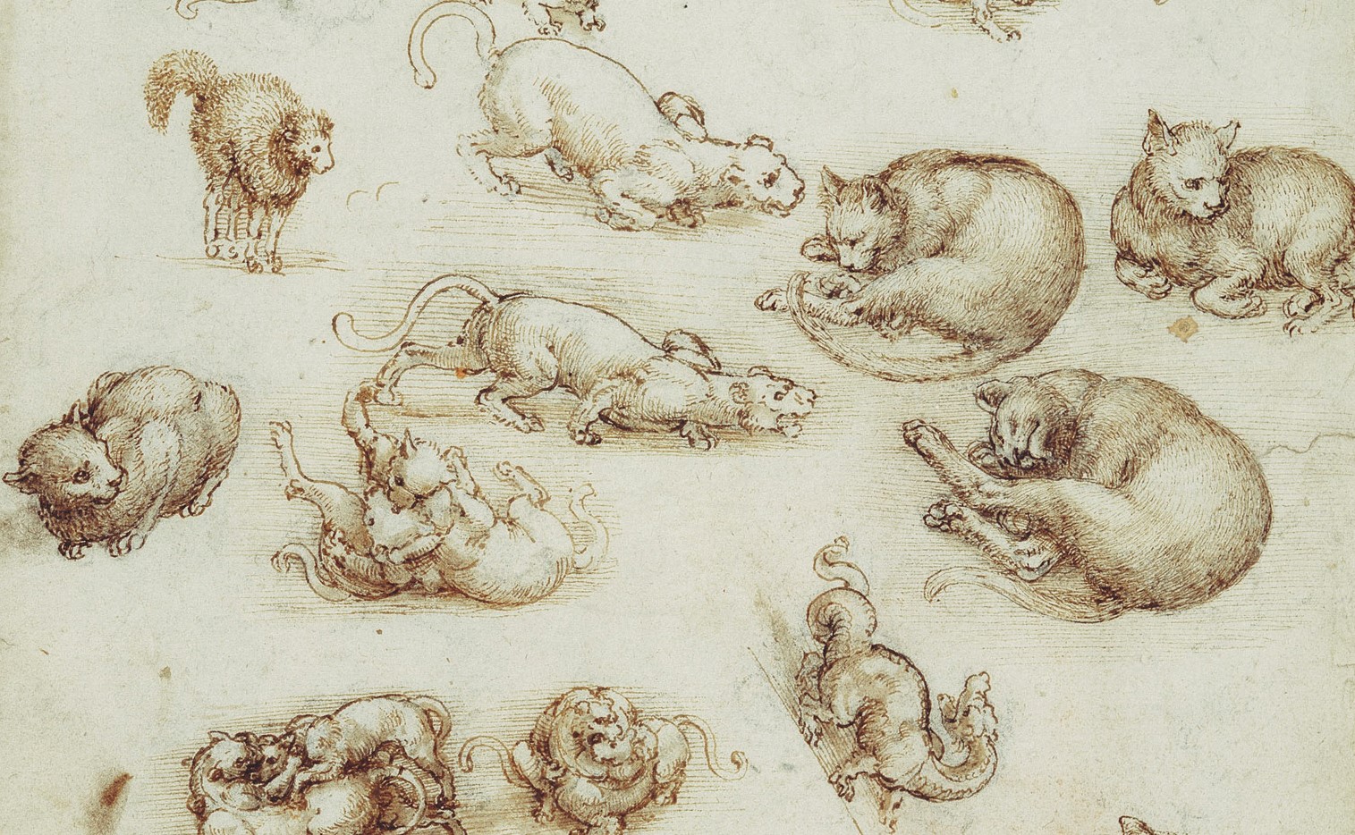 1515x934 Leonardo Da Vinci Cats Drawings And 6 Quotes - Sketch Pictures Of Cats