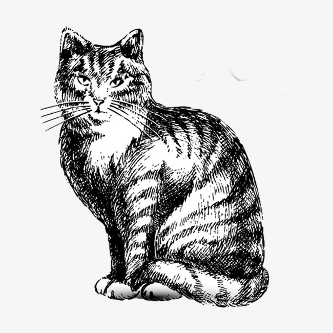 650x650 Sketch Cat, Cat Clipart, Animal, Lovely Png Image And Clipart For - Sketch Pictures Of Cats