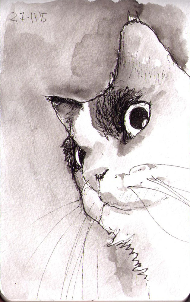 630x1000 A New Sketch Of Binky The Cat In Pen And Ink One Drawing Daily - Sketch Pictures Of Cats