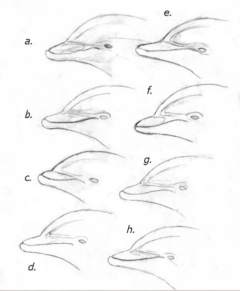 481x582 Drawing Dolphins Tutorial - Sketch Pictures Of Dolphins