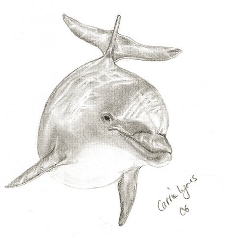 473x480 Another Dolphin Drawing By Carriephlyons - Sketch Pictures Of Dolphins