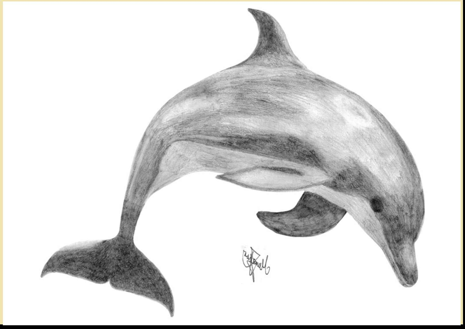 Simple Dolphin Sketch Drawing with simple drawing