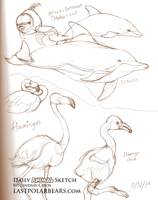 507x639 Daily Animal Sketch Dolphins And Flamingos Last Of The Polar Bears - Sketch Pictures Of Dolphins
