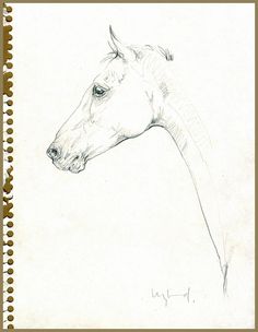 236x304 448 Best Horse Drawings Images In 2018 Drawings Of - Sketch Pictures Of Horses