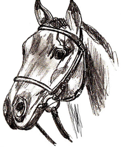 250x304 How To Draw A Horse Head - Sketch Pictures Of Horses