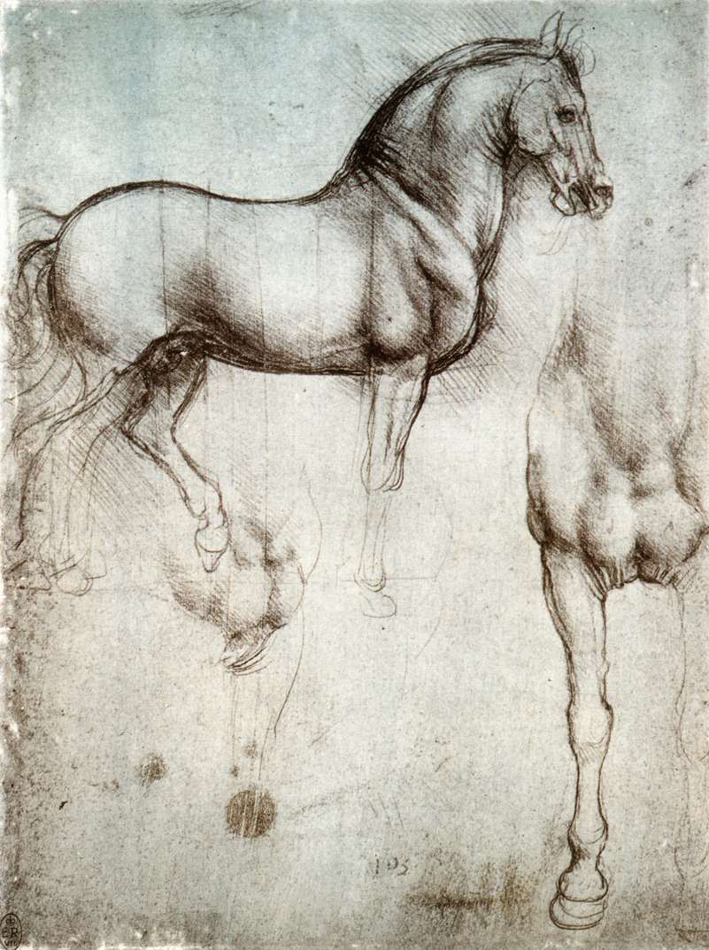 801x1074 Study Of Horse - Sketch Pictures Of Horses