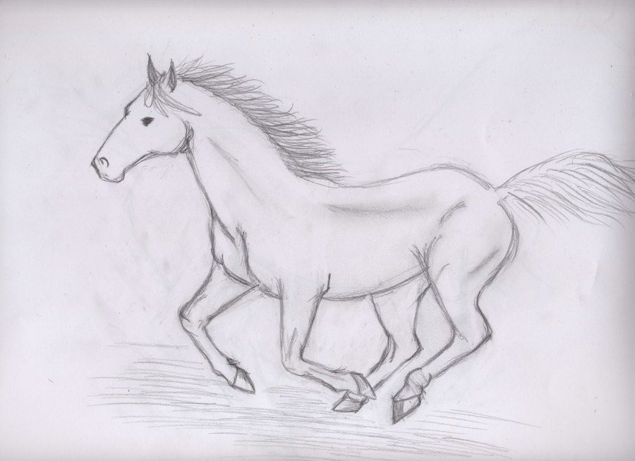 900x654 Horse Sketch - Sketch Pictures Of Horses