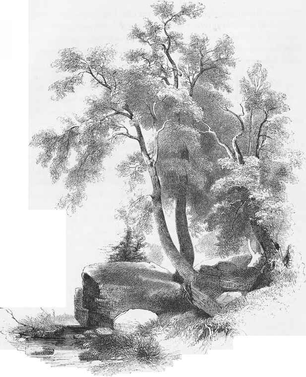 617x759 Sketching Nature - Sketch Pictures Of Nature