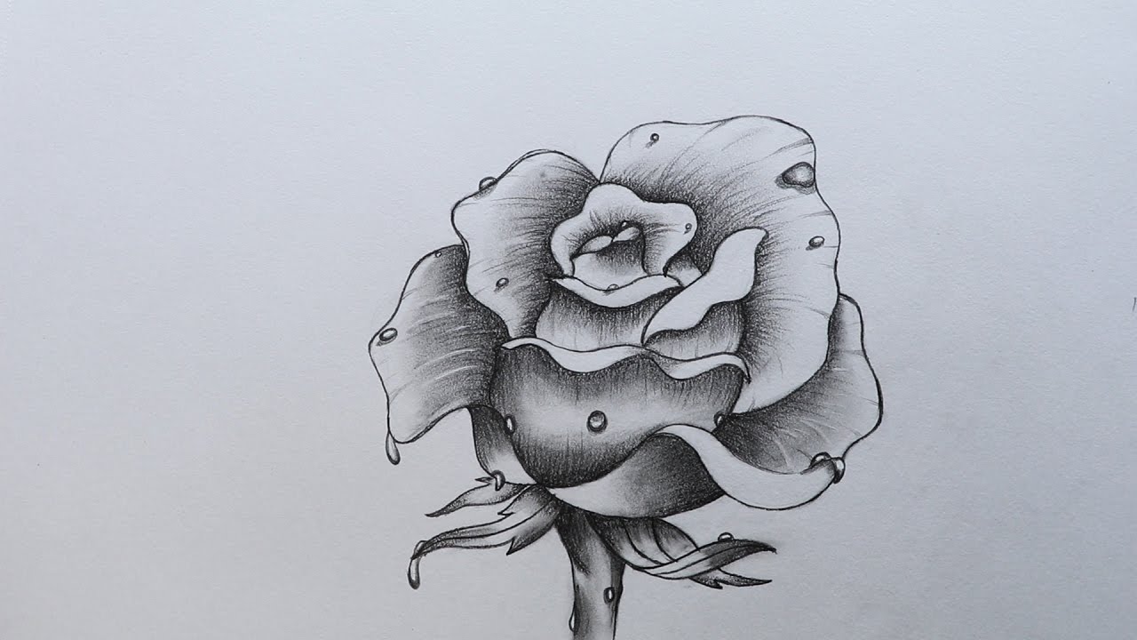1280x720 How To Sketch A Rose - Sketch Pictures Of Roses