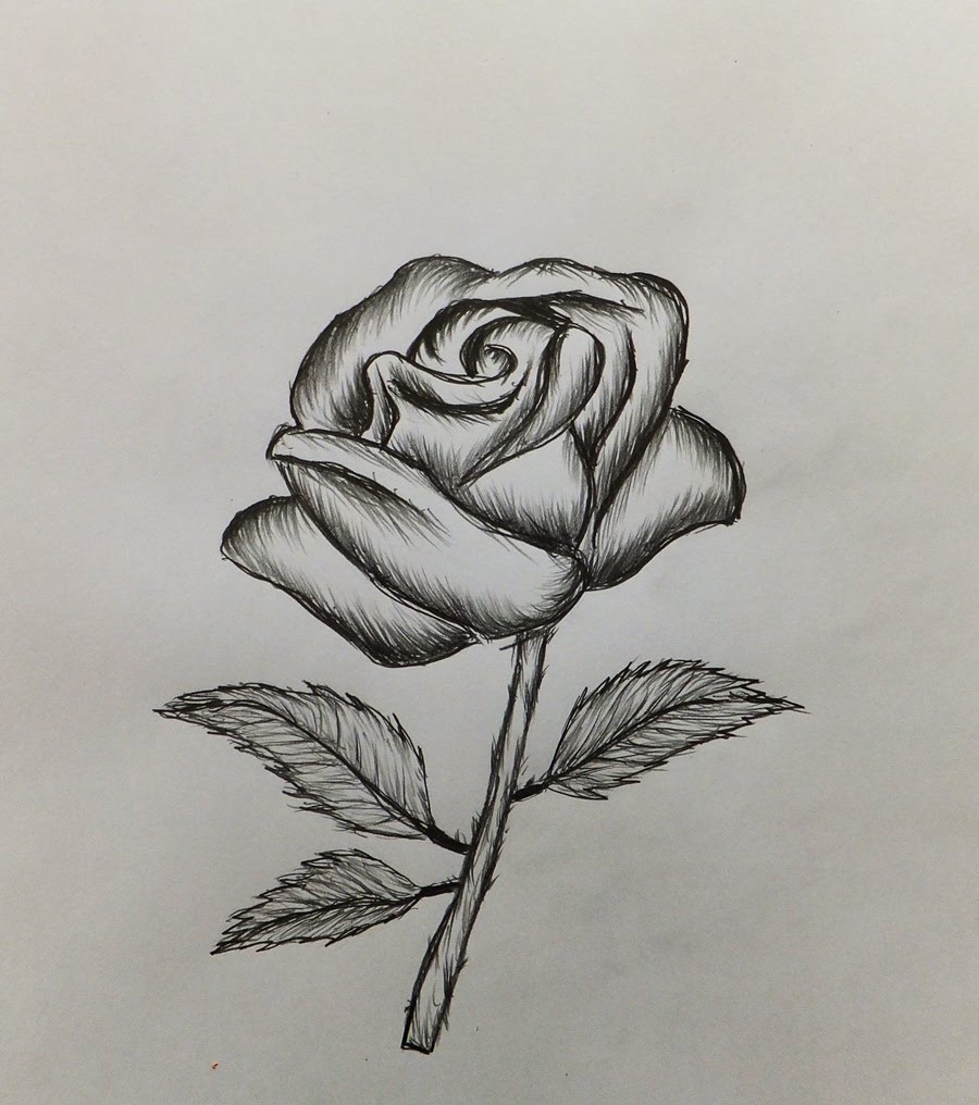 Sketch Pictures Of Roses At Paintingvalleycom Explore