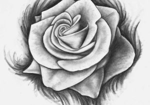 300x210 Pencil Sketch Rose Photos - Sketch Pictures Of Roses
