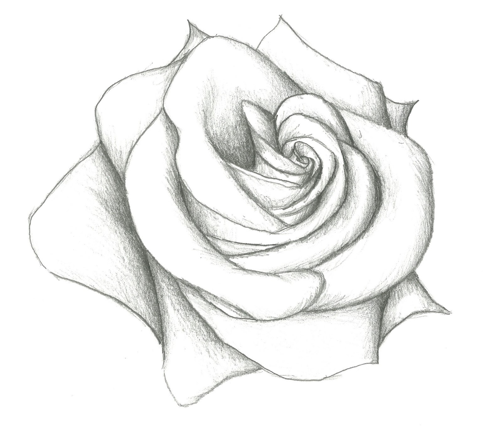 1600x1370 Pencil Sketches Of Roses Pencil Sketch Rose Photos Drawn Elower - Sketch Pictures Of Roses