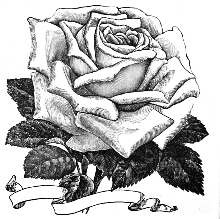 713x709 Rose Clipart - Sketch Pictures Of Roses