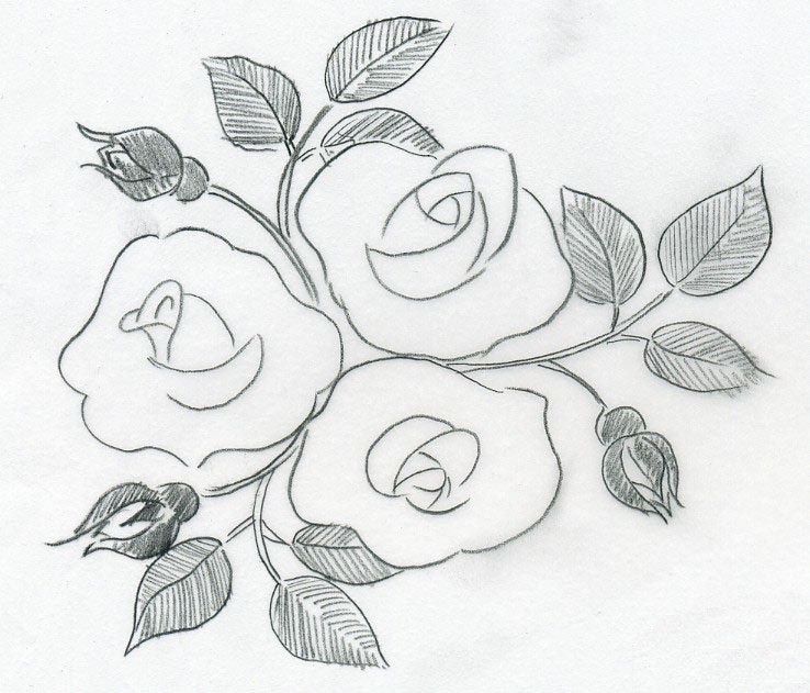 738x631 Sketch Of A Rose - Sketch Pictures Of Roses