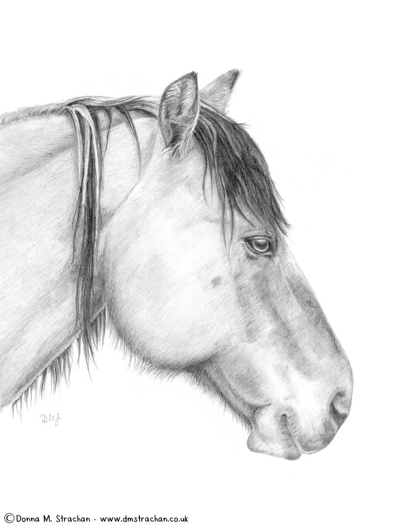 800x1067 Pencil Sketch Of Jinty, One Of My Highland Ponies Donna M. Strachan - Sketch Pony