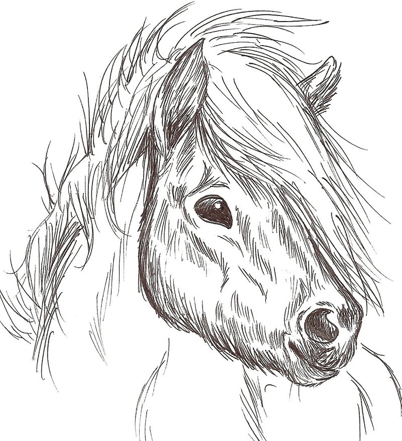 800x878 Pony Sketch By Kokamo77 - Sketch Pony