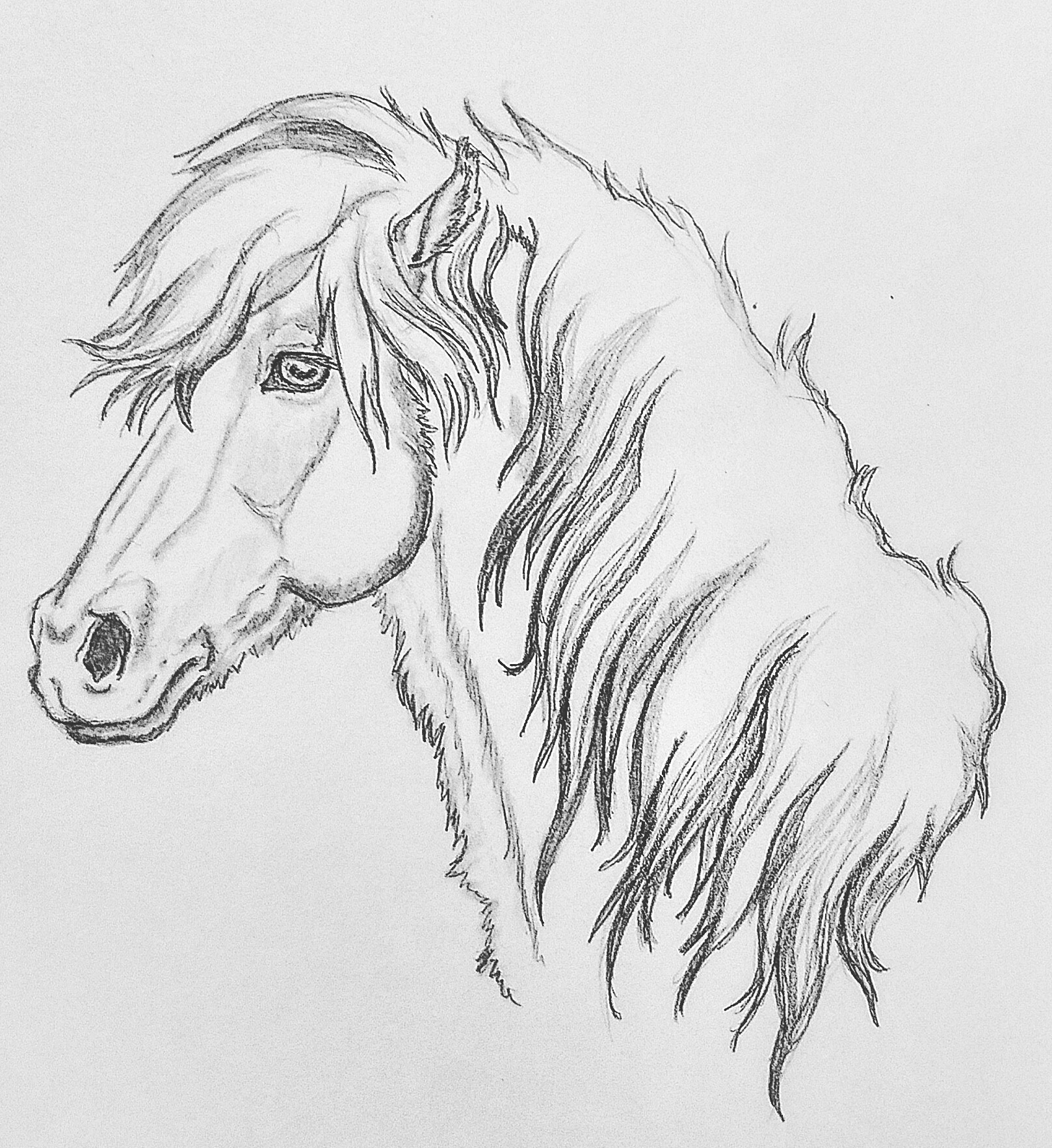 1618x1765 A Quick Little Scruffy Pony Sketch! Horses - Sketch Pony