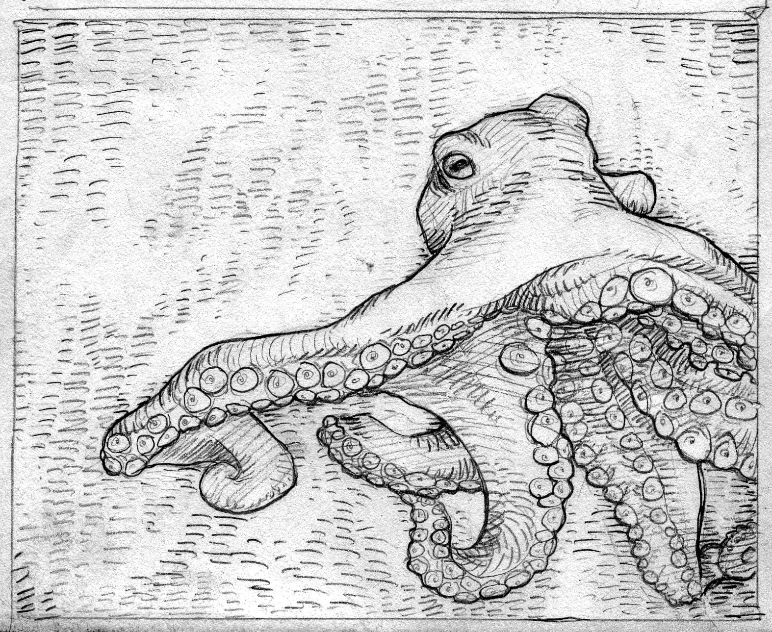 1574x1289 Last Minute Octopus Pictures To Print Sketch By Forestpsych On - Sketch Print