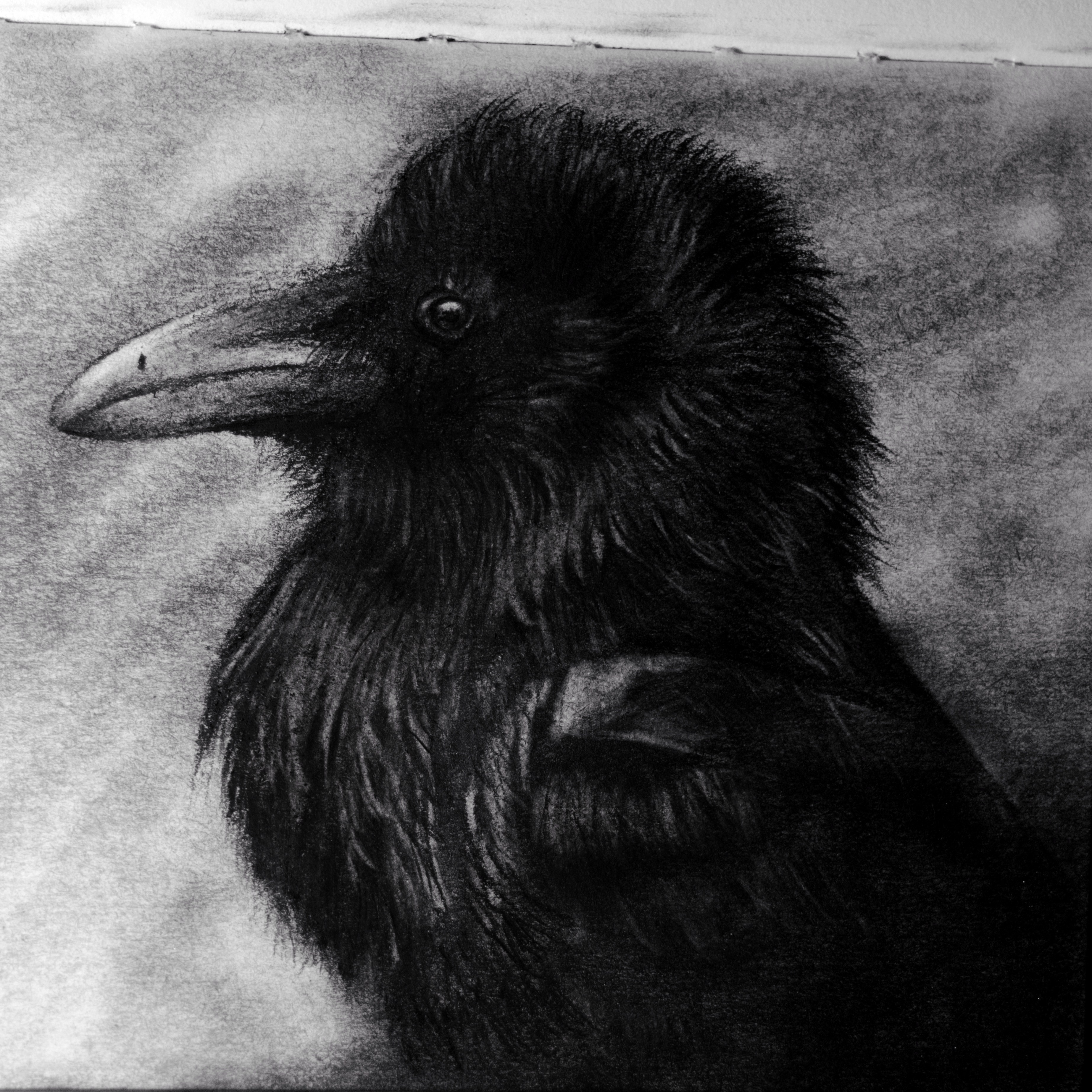 3691x3691 Raven Carbon Pencil Sketch - Sketch Raven