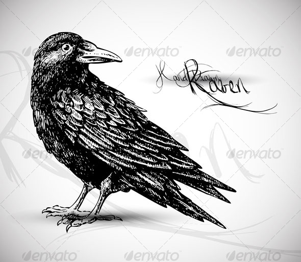 590x513 Raven Drawing - Sketch Raven