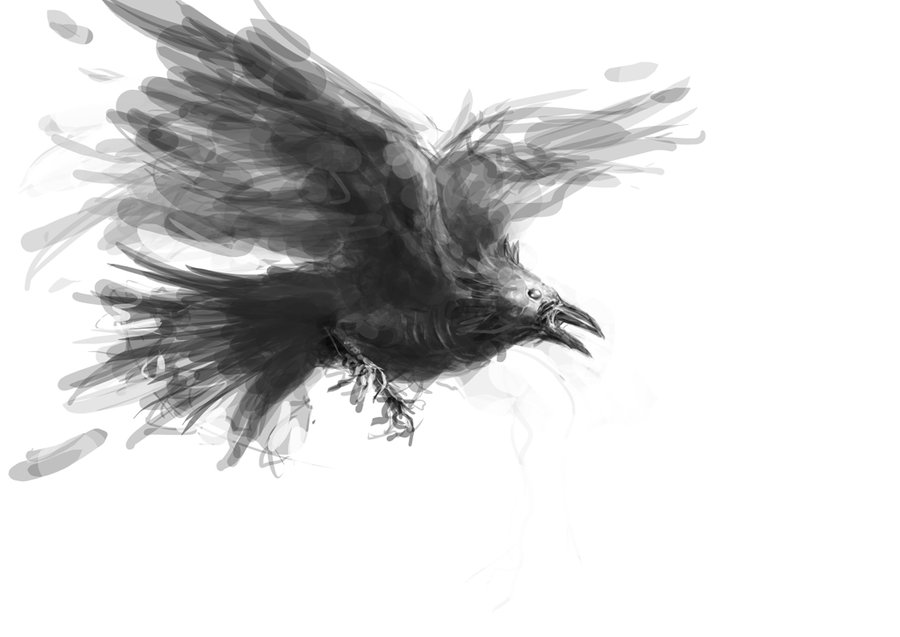 900x637 Sketch Undead Raven By Michifromkmk - Sketch Raven