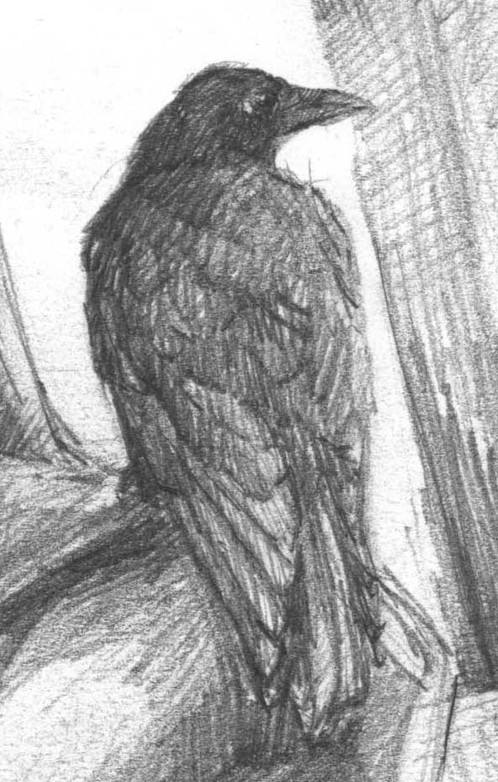 498x782 The Raven Original Sketch - Sketch Raven